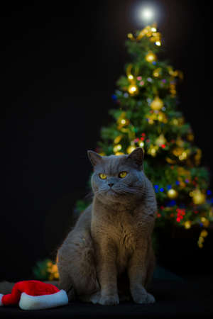 Christmas tree catの写真素材