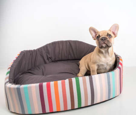 Portrait of a french bulldog puppy on a white background.の写真素材