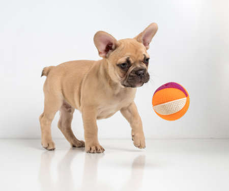 Portrait of a french bulldog puppy on a white background.の写真素材