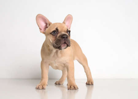 Portrait of a french bulldog puppy on a white background.の写真素材