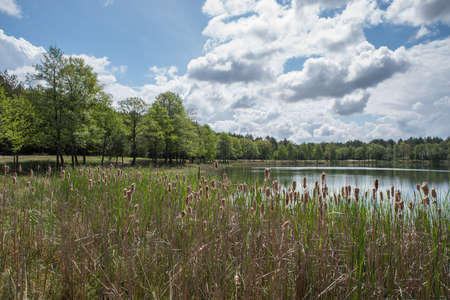 A quiet lake near a green forest under a blue cloudy skyの写真素材