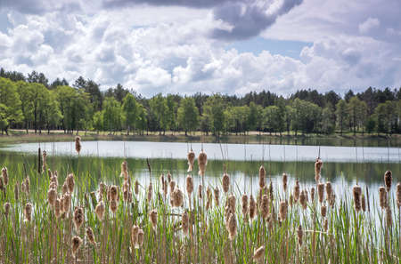 A quiet lake near a green forest under a blue cloudy skyの写真素材