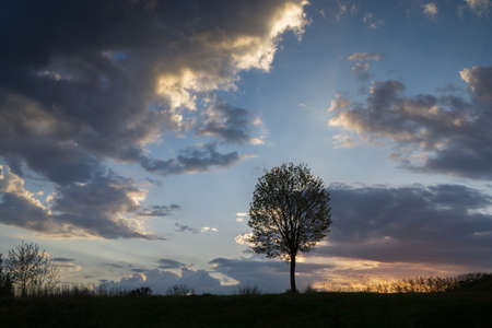 A tree against the background of multi-colored clouds of the evening sky.の写真素材