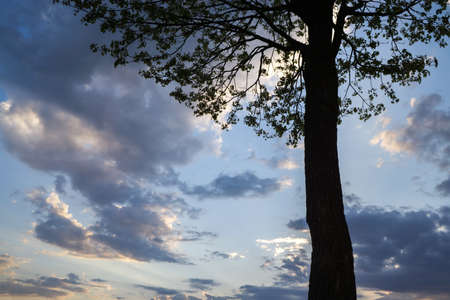 A tree against the background of multi-colored clouds of the evening sky.の写真素材