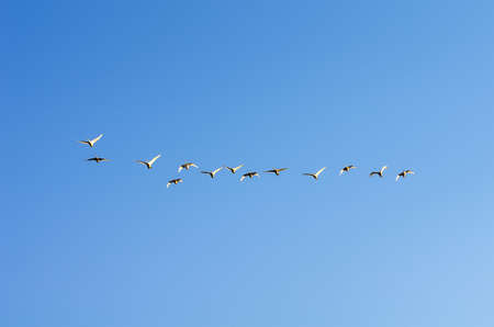 A flock of swans in the morning blue sky.の写真素材