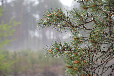 Pine branch with drops of water after rain. Fog. Blurred background.の写真素材