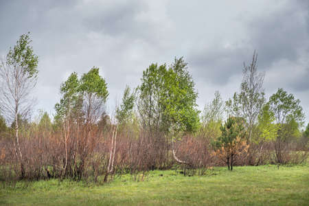 Forest restoration after a fire. Burnt trees. Young fresh vegetation in burned areas.の写真素材