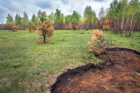 Forest restoration after a fire. Burnt trees. Young fresh vegetation in burned areas.の写真素材