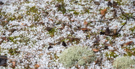 Large hail in the forest after rain. Balls of ice on the soil among the moss. Macro.の写真素材