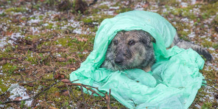 Homeless dog in the rain and hail under a raincoat.の写真素材