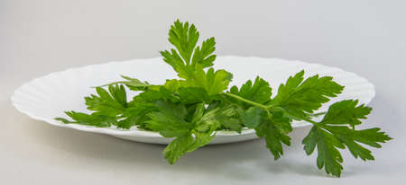 Fresh parsley leaves on a white background.の写真素材