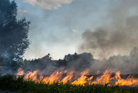 The grass burns in a meadow. Ecological catastrophy. Fire and smoke destroy all life.の写真素材