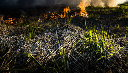 The grass burns in a meadow. Ecological catastrophy. Fire and smoke destroy all life.の写真素材