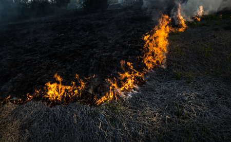 The grass burns in a meadow. Ecological catastrophy. Fire and smoke destroy all life.の写真素材