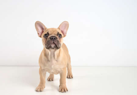 Portrait of a french bulldog puppy on a white background.の写真素材