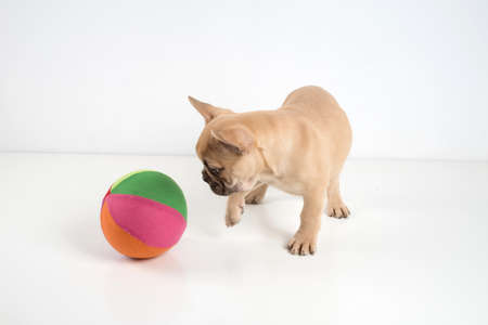 Portrait of a french bulldog puppy on a white background.の写真素材