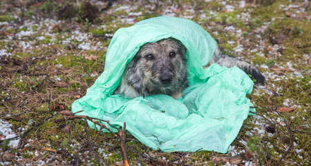 Homeless dog in the rain and hail under a raincoat.の写真素材