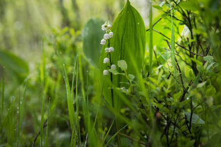 Flowers of the spring forest May lily of the valley in the green grass. Selective focus.の写真素材