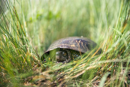 Swamp turtle in green grass. Selective focus.の写真素材