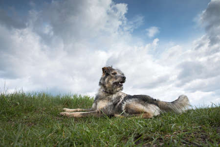 Shaggy dog lies in green grass against the sky.の写真素材