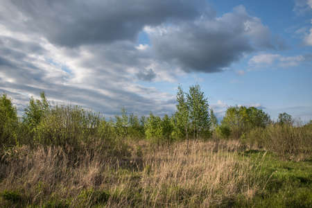Dry grass in the meadow under a cloudy blue sky.の写真素材