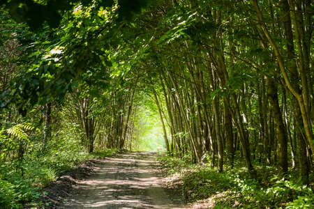 Tunnel made out of green trees and vegetationの写真素材
