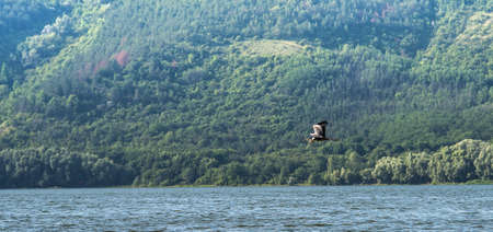 The heron flies over the water.の写真素材