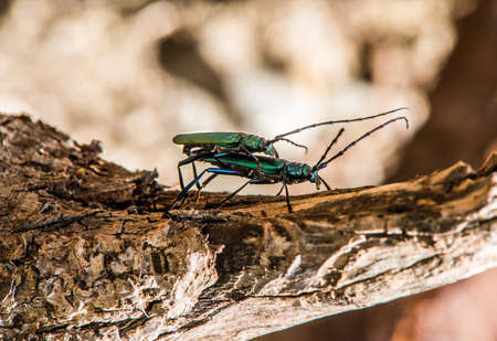 Mating of forest tree beetles. Bright, green, with a mustache.