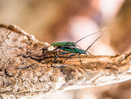 Mating of forest tree beetles. Bright, green, with a mustache.の写真素材