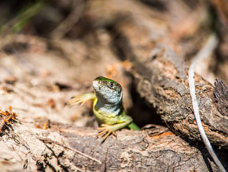 The green lizard peeps out of the mink.の写真素材