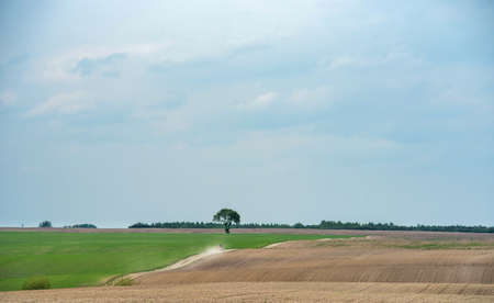 Beautiful summer landscape. Field. Trees on the horizon.の写真素材