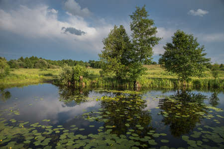 landscape meadows in warm evening light