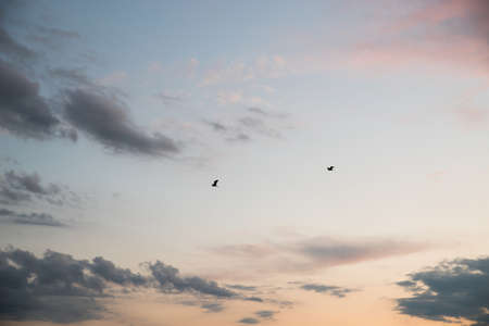 Herons fly in the evening sky.の写真素材