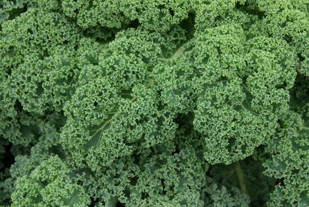 Close up of green curly kale plant in a vegetable garden.の写真素材