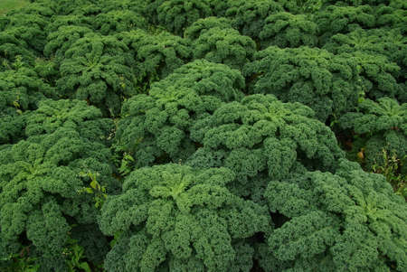 Close up of green curly kale plant in a vegetable garden.の写真素材