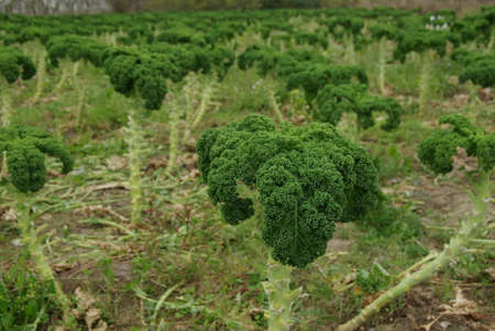 Close up of green curly kale plant in a vegetable garden.の写真素材