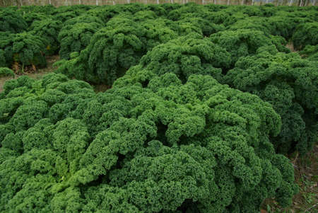Close up of green curly kale plant in a vegetable garden.の写真素材
