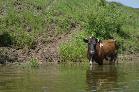 Cows in the river drink water.の写真素材