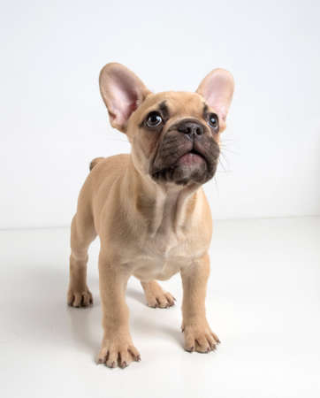 Portrait of a french bulldog puppy on a white background.の写真素材