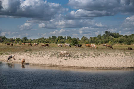 Cows at a watering hole on the sandy beach of the river in the hot summer under a blue cloudy sky.の写真素材