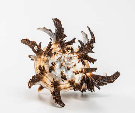 Beautiful sea shell on a white background.の写真素材