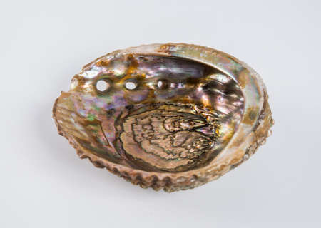 Beautiful sea shell on a white background.の写真素材