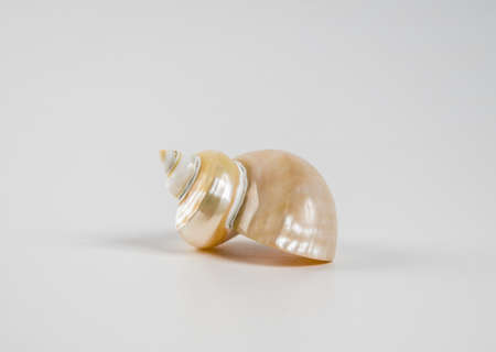 Beautiful sea shell on a white background.の写真素材