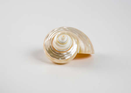 Beautiful sea shell on a white background.の写真素材