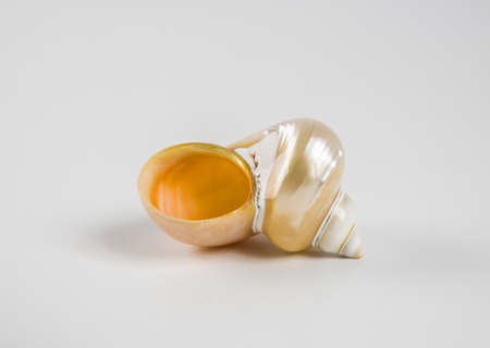 Beautiful sea shell on a white background.の写真素材