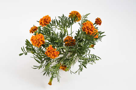 A bouquet of marigolds on a white background.の写真素材