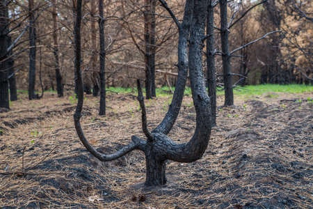 Pine forest after a fire.の写真素材