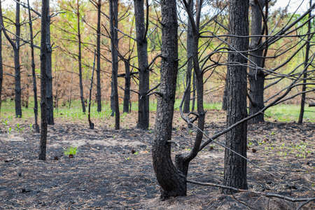 Pine forest after a fire.の写真素材