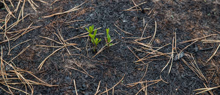 Small green sprout after a fire.の写真素材