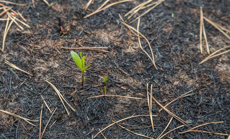 Small green sprout after a fire.の写真素材